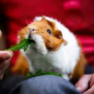 guinea pig food blog cover