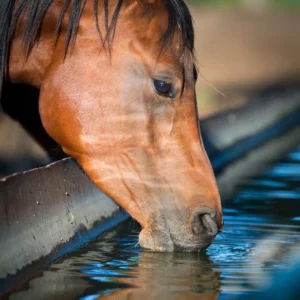 horse hydration