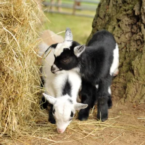responsibly breeding goats