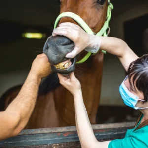 Common Horse Health Issues Blog